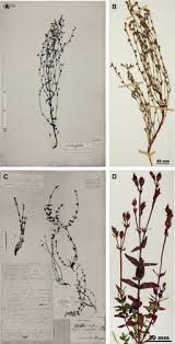 Image result for Hypericum lalandii