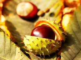 Der erfolgskurs der südtiroler milch beginnt in den familienbetrieben der bergbäuerinnen und bauern, die mit durchschnittlich 15 kühen, auf 800 bis 2.000 m ü. Waschmittel Aus Kastanien Naturlich Saubere Wasche Wunderweib