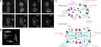 Check spelling or type a new query. The Enzymes Regulating Pi 3 4 5 P3 Levels Are Reciprocally Regulated Download Scientific Diagram