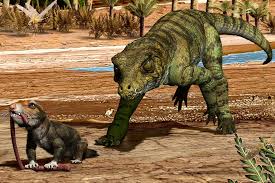 Image result for Dyschoriste trichocalyx