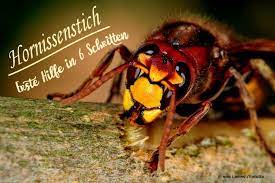 Was Tun Bei Einem Hornissenstich Erste Hilfe In 6 Schritten