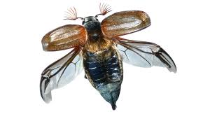 Seeing these flying pests in swarms may pose a backbreaking challenge for homeowners and it's not a you can avoid this kind of problem with the use of silicone seal that you can get at the hardware store. Flying Insects Insect Wings Dk Find Out