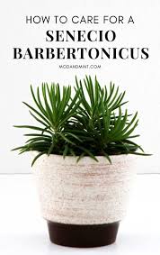 Image result for Senecio propior