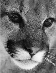 Baby Black And White Lion Pictures Mountain Lion Animals Wild Cats Animals Beautiful