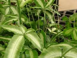 Image result for Pteris similis