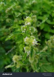 Image result for Leucas martinicensis