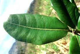 Image result for Ficus scassellatii