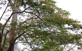 Image result for Newtonia buchananii