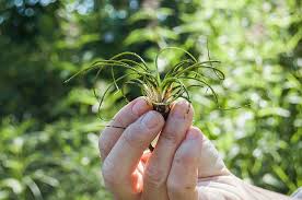 Image result for Isoetes welwitschii