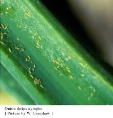 Image result for Onion Thrips