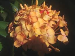 Image result for Ixora narcissodora