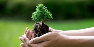 L'albero ha un comportamento deciduo, cioè perde le foglie in autunno e in inverno. Meraklisi Icin Bonsai Yetistirme Rehberi Blog Meraklisi Icin
