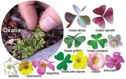 Image result for Oxalidaceae