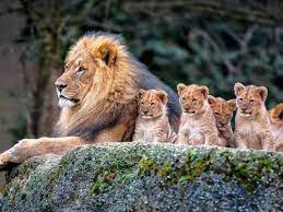Beautiful Family Animals Cute Animals Animals Beautiful
