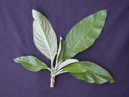 Image result for Cordia sp.A.