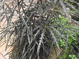 Image result for Astropanax myrianthus