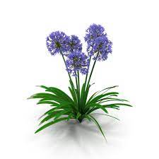 Agapanthus Africanus Flower Agapanthus Africanus Agapanthus Flowers