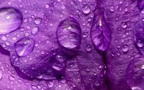 Check spelling or type a new query. 77 Lavender Color Wallpaper On Wallpapersafari