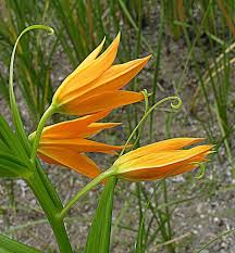 Image result for Littonia modesta