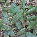 Image result for Pauridiantha paucinervis