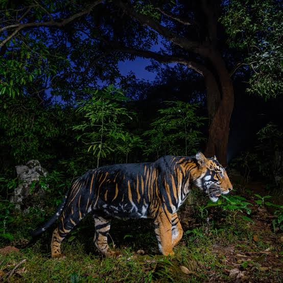 Tiger Hunting in India 1924 | National Geographic