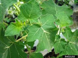 Image result for Solanum viarum