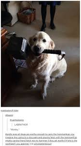 If 18 Of Your Favorite Movies Were About Dogs Marvel Avengers Funny Animals