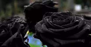 The color and prolific blooming nature of 'black window' makes it a worthwhile addition to any succulent collection. Turkish Town Gets A Splash Of Color With Local Black Rose Al Monitor The Pulse Of The Middle East