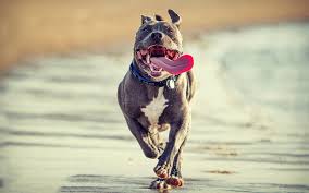 Daily Pins With Dog Tips From Animal Experts Vets Scientists Trainers Groomers Huge Database Of Homemade Dog Food Recipes And R In 2020 Pitbull Dog Dogs Pitbulls