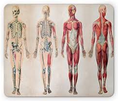 There are around 650 skeletal muscles within the typical human body. Amazon Com Ambesonne Human Anatomy Mouse Pad Vintage Chart Of Body Front Back Skeleton And Muscle System Bone Mass Graphic Rectangle Non Slip Rubber Mousepad Standard Size Ruby Cream Office Products