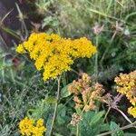 Image result for Senecio maranguensis