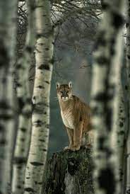 For More Videos Visit And Subscribe My Youtubechannel Https Www Youtube Com User Thecarcrashesvideos For More Youtube Animals Cute Animals Animals Beautiful