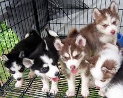 Black White And Brown Husky Red And White And Black And White Siberian Husky Puppies Siberian Husky Siberian Husky Puppies Husky Puppy