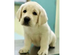 Yellow lab puppies for sale near me. Pure Yellow Labrador Puppy For Sale Dubai Dubai Classifieds