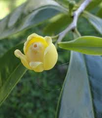 Image result for Canellaceae