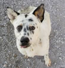 Find and adopt a pet on petfinder today. Adopt Poe On Petfinder Dog Adoption Pet Adoption Shepherd Mix Dog