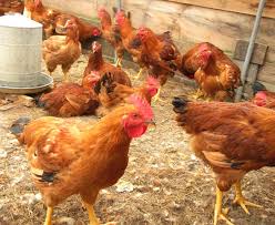 Let's take a look at the pros and cons and see which way is truly best for you. Poultry Farm Close To Me