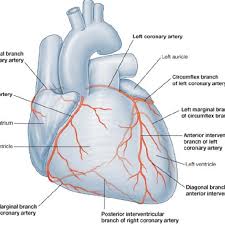 Learn vocabulary, terms and more with flashcards, games and other study tools. Figurative Representation Of Normal Coronary Artery And Its Branches Download Scientific Diagram