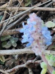 Image result for Coleus hadiensis