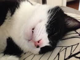 Primarily, the one responsible for this behavior in cats is none other than the cat's snoring cats sound amusing but it just means that they are happily and sound asleep, contented in where they are. Why Do Cats Sleep So Much Amazing Facts About Your Cat S Sleeping Habits All To Do With Cats