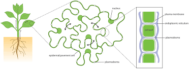 I'd get in too much depth trying to explain that. Frontiers Plasmodesmata In Communicado Plant Science