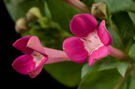 Image result for Bouvardia longiflora