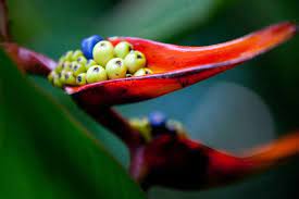 Maybe you would like to learn more about one of these? Heliconia And Other Beautiful And Bizarre Plants Of Costa Rica Insight Guides Blog
