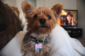Our las vegas resorts under our petstay program only allow dogs. Las Vegas Pet Friendly Hotels In Las Vegas Nv Pet Friendly Hotel Reviews 10best