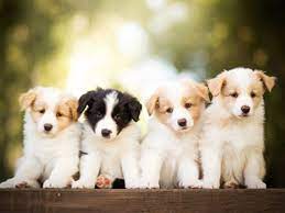 Dog Breeding Regulation Dog Breeding The Kennel Club