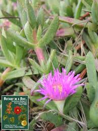 Image result for Aizoaceae