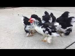 Maybe you would like to learn more about one of these? Mottled Cochin Bantams At Eight Weeks Youtube