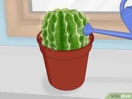 I live in utah and they're in a greenhouse where it gets pretty warm. How To Water A Cactus 12 Steps With Pictures Wikihow