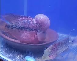 Hallo sobat kali ini usaha bisnis akan membahas tentang cara budidaya ikan louhan di dalam aquarium,akuarium atau tank untuk pemula yang bisa di terapkan di. Ikan Louhan Ciri Jenis Harga Makanan Cara Budidaya Ternak