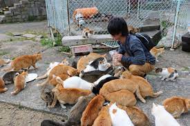 猫の島 青島 aoshima cat さん twitter cats animals in this moment
